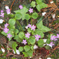 20 SIBERIAN SPRING BEAUTY Claytonia Sibirica aka Candy Flower, Pink Purslane, Siberian Miner's Lettuce Pink Striped Shade Flower Native Herb Seeds