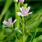 20 SIBERIAN SPRING BEAUTY Claytonia Sibirica aka Candy Flower, Pink Purslane, Siberian Miner's Lettuce Pink Striped Shade Flower Native Herb Seeds