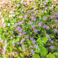 20 SIBERIAN SPRING BEAUTY Claytonia Sibirica aka Candy Flower, Pink Purslane, Siberian Miner's Lettuce Pink Striped Shade Flower Native Herb Seeds