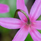 10 PINK FAWN LILY aka Trout Lily, Avalanche Lily, & Dog's Tooth Violet Erythronium Revolutum Native Flower Seeds