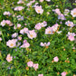 25 SWEET BRIAR ROSE Multiple Shades of Pink Eglantine Rose Rosa Eglanteria syn. Rosa Rubiginosa Flower Shrub Seeds