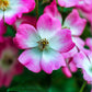25 SWEET BRIAR ROSE Multiple Shades of Pink Eglantine Rose Rosa Eglanteria syn. Rosa Rubiginosa Flower Shrub Seeds