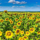 100 PEREDOVIK SUNFLOWER Helianthus Annuus aka Black Peredovik Good Oil / Oilseed Type Yellow Flower Seeds