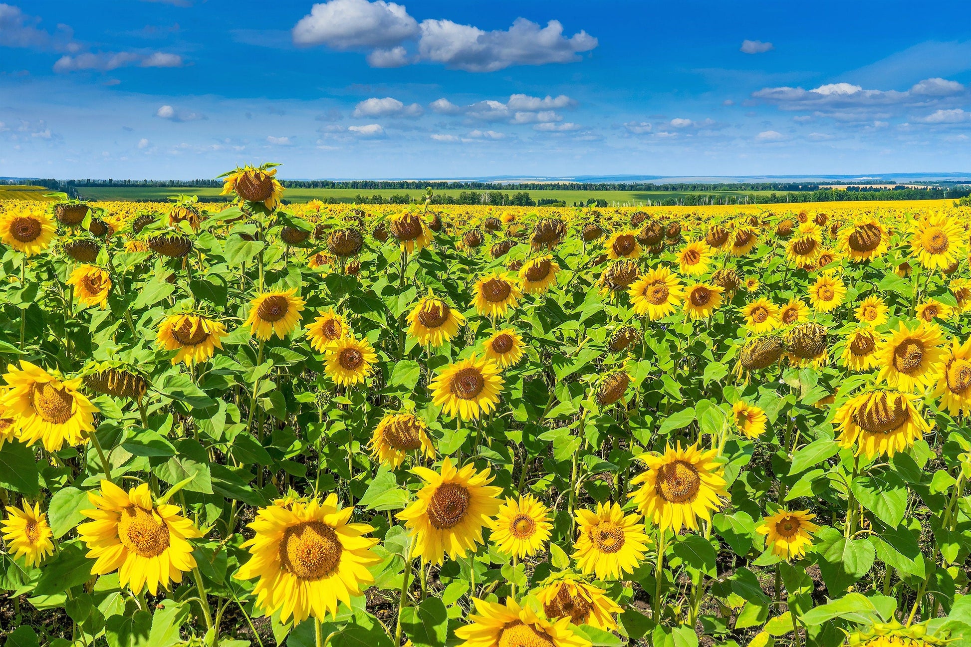 peredovik sunflower seeds for planting 100 Peredovik SUNFLOWER Helianthus Annuus aka Black Peredovik Good Oil / Oilseed Type Yellow Flower Seeds