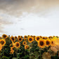 100 PEREDOVIK SUNFLOWER Helianthus Annuus aka Black Peredovik Good Oil / Oilseed Type Yellow Flower Seeds