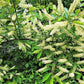 10 AMUR MAACKIA Cladrastis Amurensis Tree Ornamental White Flower Legume Seeds