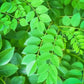 10 AMUR MAACKIA Cladrastis Amurensis Tree Ornamental White Flower Legume Seeds