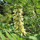 10 AMUR MAACKIA Cladrastis Amurensis Tree Ornamental White Flower Legume Seeds