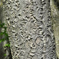 10 AMUR MAACKIA Cladrastis Amurensis Tree Ornamental White Flower Legume Seeds