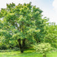 10 AMUR MAACKIA Cladrastis Amurensis Tree Ornamental White Flower Legume Seeds
