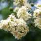 40 WHITE FLOWERING HENNA Tree Lawsonia Inermis var. Alba Dye Plant Tattoo Flower Seeds