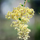 40 WHITE FLOWERING HENNA Tree Lawsonia Inermis var. Alba Dye Plant Tattoo Flower Seeds