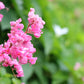 5 CORAL VINE Mexican Creeper Bee Bush Chain of Love Mountain Rose Antigonon Leptopus Bright Pink Climber Ground Cover Flower Seeds