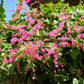 5 CORAL VINE Mexican Creeper Bee Bush Chain of Love Mountain Rose Antigonon Leptopus Bright Pink Climber Ground Cover Flower Seeds