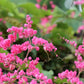 5 CORAL VINE Mexican Creeper Bee Bush Chain of Love Mountain Rose Antigonon Leptopus Bright Pink Climber Ground Cover Flower Seeds