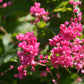 5 CORAL VINE Mexican Creeper Bee Bush Chain of Love Mountain Rose Antigonon Leptopus Bright Pink Climber Ground Cover Flower Seeds
