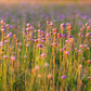 10 MOUSE GARLIC Allium Angulosum Wild Garlic Pink Flower Herb Seeds