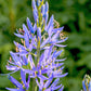 20 Blue LARGE CAMAS Camassia Leichtlinii Quamasia Great Camass Native Flower Seeds