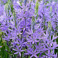 20 Blue LARGE CAMAS Camassia Leichtlinii Quamasia Great Camass Native Flower Seeds