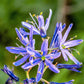20 Blue LARGE CAMAS Camassia Leichtlinii Quamasia Great Camass Native Flower Seeds
