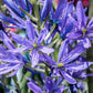 20 Blue LARGE CAMAS Camassia Leichtlinii Quamasia Great Camass Native Flower Seeds