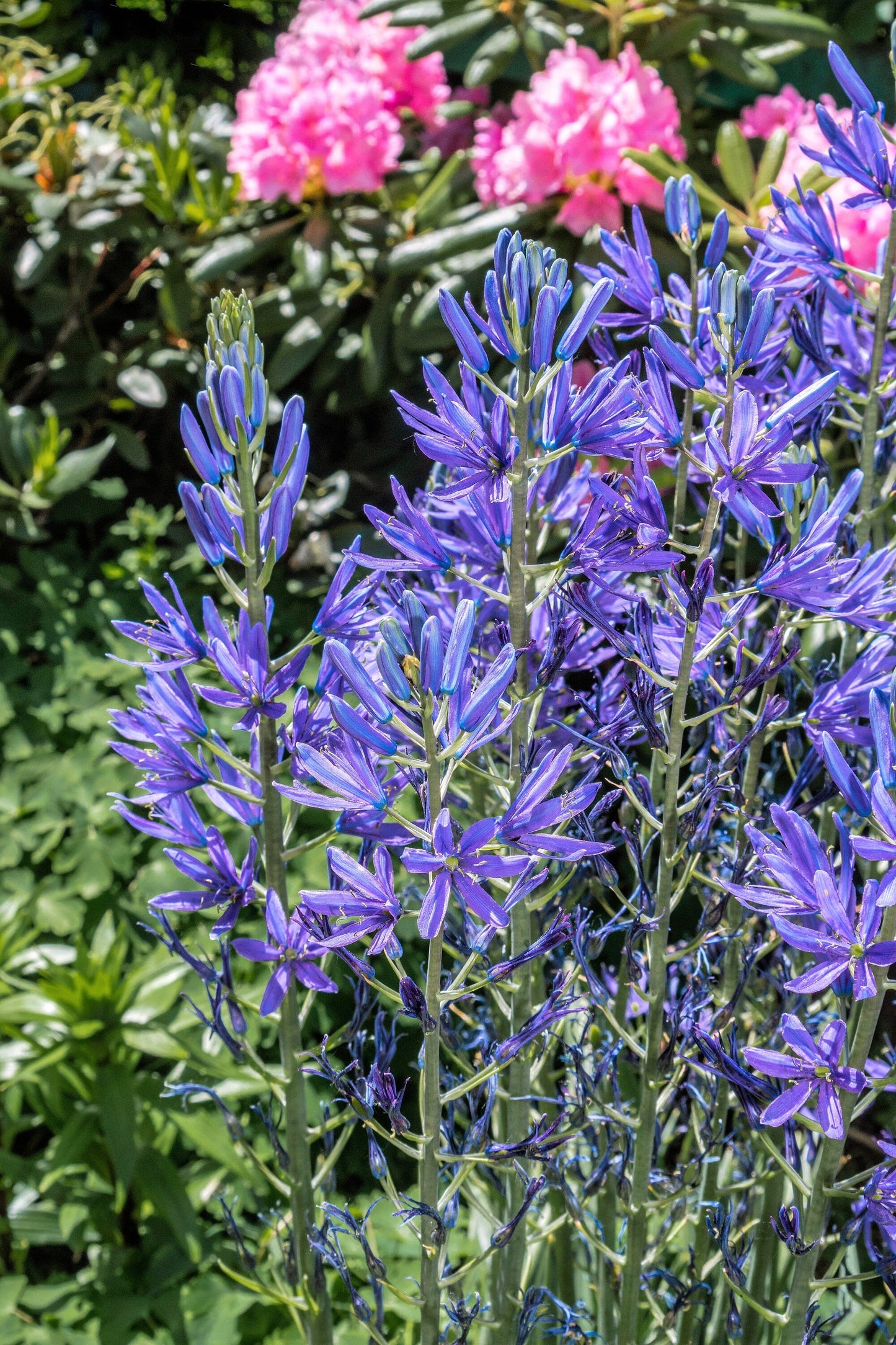20 Blue LARGE CAMAS Camassia Leichtlinii Quamasia Great Camass Native Flower Seeds