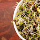 ORGANIC SPROUTING MIX - Peas, Mung & Adzuki Beans, Green, French, & Red Lentil Vegetable Sprout Seeds