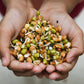 ORGANIC SPROUTING MIX - Peas, Mung & Adzuki Beans, Green, French, & Red Lentil Vegetable Sprout Seeds