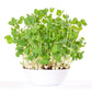 ORGANIC SPROUTING MIX - Peas, Mung & Adzuki Beans, Green, French, & Red Lentil Vegetable Sprout Seeds