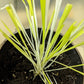50 VARIEGATED CAT GRASS White & Green Pet Grass Catgrass Triticum Aestivum Barley Seeds
