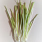 50 VARIEGATED CAT GRASS White & Green Pet Grass Catgrass Triticum Aestivum Barley Seeds