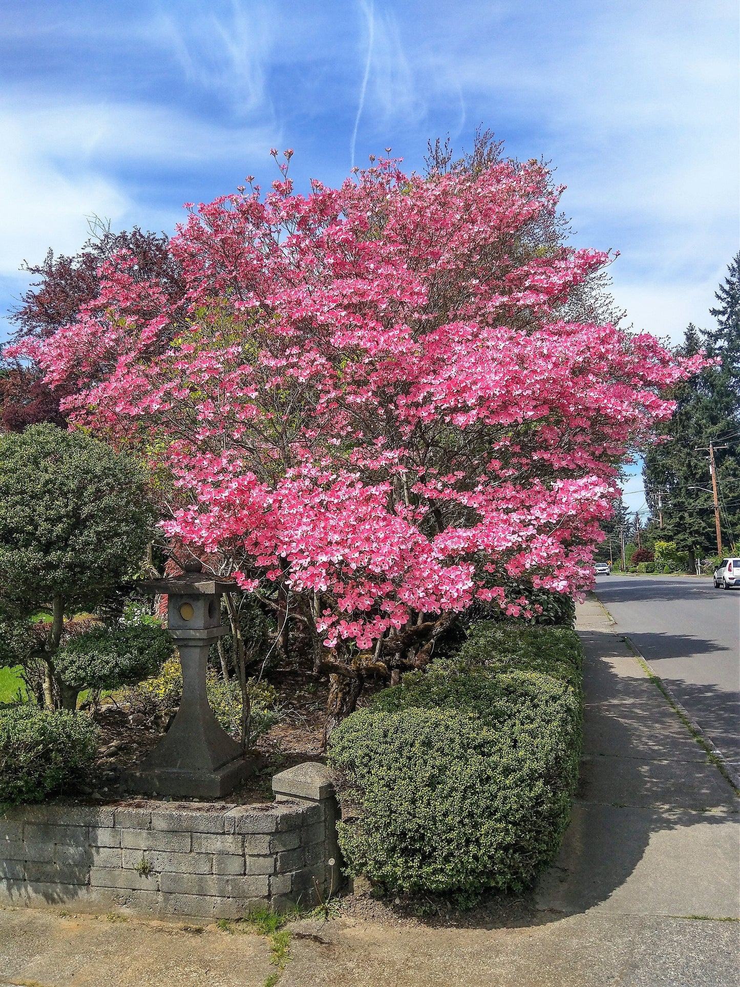 5 PINK FLOWERING DOGWOOD Tree Cornus Florida Rubra Native Ornamental Tree Seeds