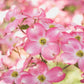 5 PINK FLOWERING DOGWOOD Tree Cornus Florida Rubra Native Ornamental Tree Seeds
