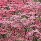 5 PINK FLOWERING DOGWOOD Tree Cornus Florida Rubra Native Ornamental Tree Seeds