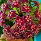 Hoya Pubicalyx Splash Easy Care Vining Plant In 4 Inch Pot With 20 Percent Off Limited Time Offer