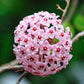Hoya Krimson Queen Plant with FREE hanger | Variegated Foliage | Last One
