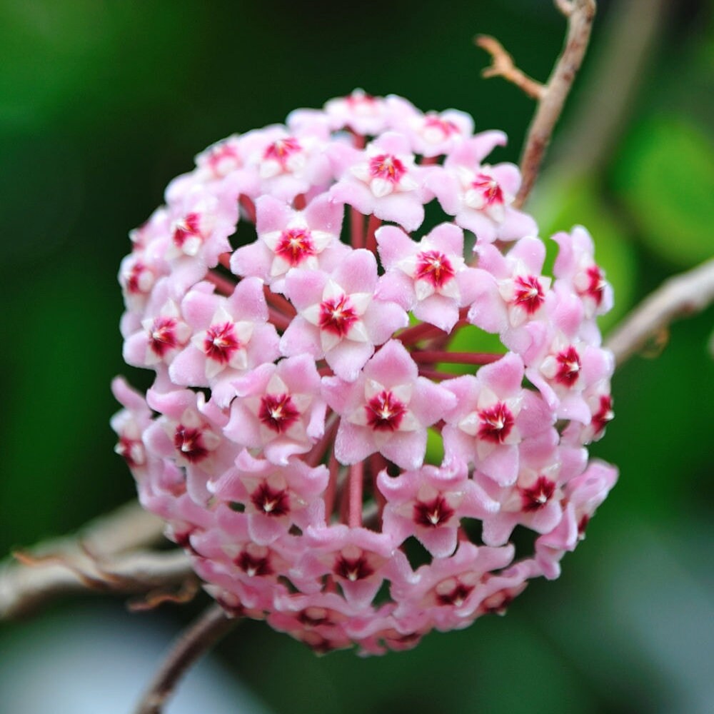 Hoya Krimson Queen Plant with FREE hanger | Variegated Foliage | Last One