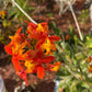 Orange Epidendrum Orchid I Full Sun Perennial I Easy to grow plants and can bloom several times in a year.