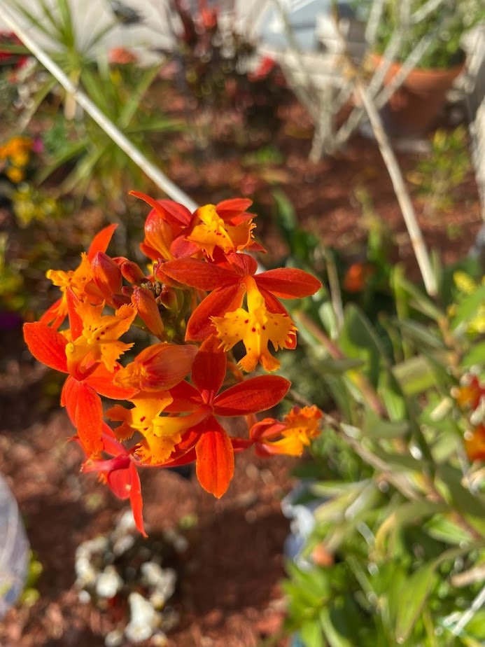 Orange Epidendrum Orchid I Full Sun Perennial I Easy to grow plants and can bloom several times in a year.