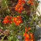 Orange Epidendrum Orchid I Full Sun Perennial I Easy to grow plants and can bloom several times in a year.