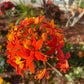Orange Epidendrum Orchid I Full Sun Perennial I Easy to grow plants and can bloom several times in a year.