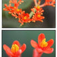 Buddha Belly Starter Plant - Butterfly Attracting - Summer lover