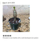Buddha Belly Starter Plant - Butterfly Attracting - Summer lover