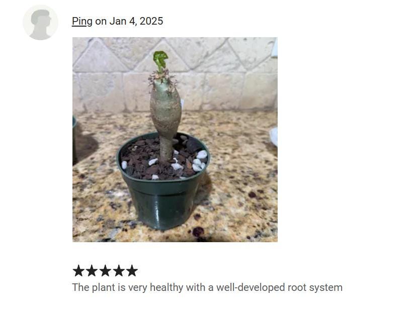 Buddha Belly Starter Plant - Butterfly Attracting - Summer lover