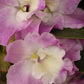 Dendrobium Nobile Violet Fizz Orchid with blooms I Subtle fragrance I Only one