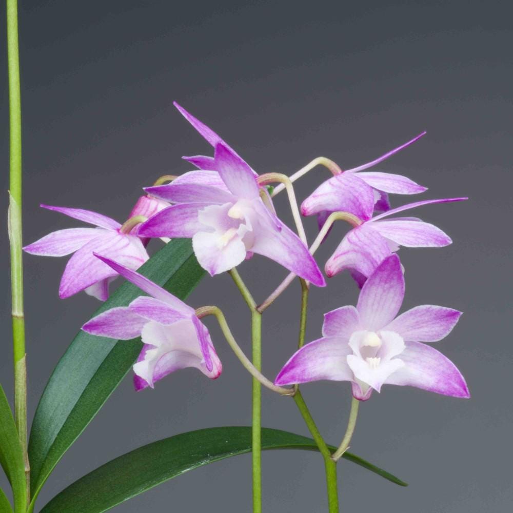 Dendrobium Kingianum Pink Rock Orchid potted I Fragrant Live Potted Orchid I not in bloom