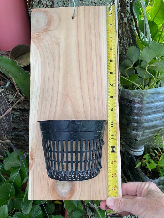 Handmade indoor/outdoor Orchid mount kit on a cedar shingle with a 5-inch mesh pot. BEST SELLER!