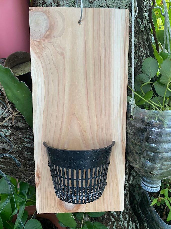 Handmade indoor/outdoor Orchid mount kit on a cedar shingle with a 5-inch mesh pot. BEST SELLER!