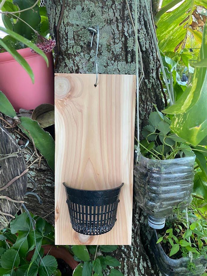 Handmade indoor/outdoor Orchid mount kit on a cedar shingle with a 5-inch mesh pot. BEST SELLER!