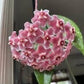 Hoya Pubicalyx Splash Indoor Plant With Free Hanger Silver Speckled Leaves 20 Percent Off